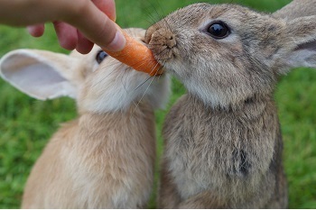 ウサギ、うんち、糞、便、コロコロ