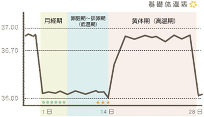 基礎体温グラフ