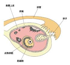 卵巣